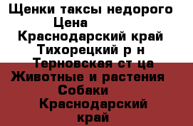 Щенки таксы недорого › Цена ­ 1 500 - Краснодарский край, Тихорецкий р-н, Терновская ст-ца Животные и растения » Собаки   . Краснодарский край